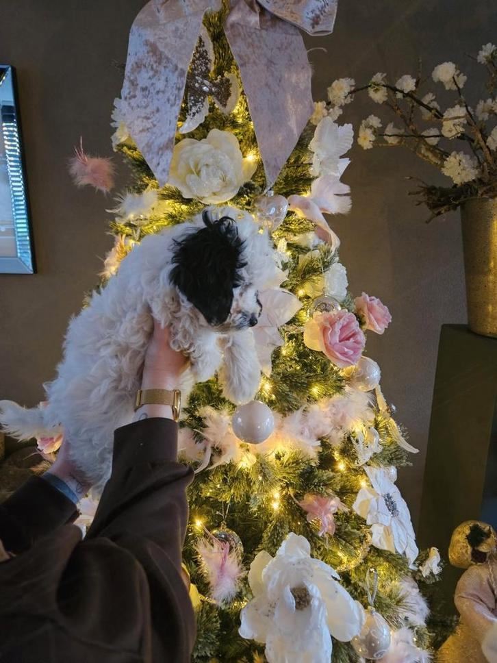 Doodle pups, Dieren en Toebehoren, Honden | Chihuahua's en Gezelschapshonden, Meerdere dieren, Overige rassen, Fokker | Hobbymatig