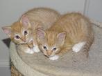 kittens, Ontwormd