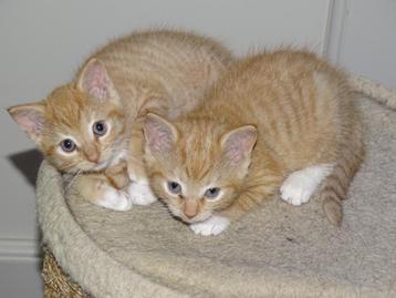 kittens beschikbaar voor biedingen