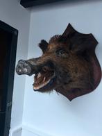 Opgezette kop van everzwijn taxidermie, Ophalen of Verzenden, Zo goed als nieuw, Wild dier, Opgezet dier