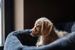 Maltipoo/cockapoo  pups, Nederland, Overige rassen, 8 tot 15 weken, Meerdere