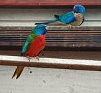Splendid parkieten, Dieren en Toebehoren, Vogels | Parkieten en Papegaaien, Mannelijk, Parkiet