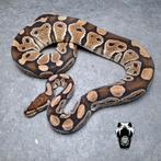 1.2 Het Clown kweekgroep ballpythons te koop, Slang, Tam, 3 tot 6 jaar