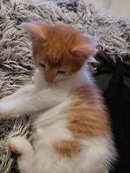 Kitten rode, Dieren en Toebehoren, Katten en Kittens | Overige Katten, Kater