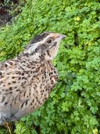 Mooi kwartels, Dieren en Toebehoren, Meerdere dieren