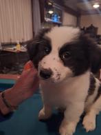 5 boomer pups 3 teefjes 2 reutjes, Dieren en Toebehoren, Honden | Chihuahua's en Gezelschapshonden, Rabiës (hondsdolheid), Overige rassen