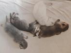 Britse kittens te koop, Dieren en Toebehoren, Katten en Kittens | Raskatten | Korthaar
