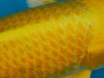 Yamabuki FEMALE nisai 48cm grow koivoer kohaku sanke koi, Karper of Koi