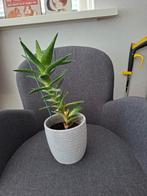 Vetplant, Ophalen, Vetplant, Minder dan 100 cm