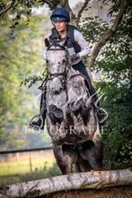 Bloedmooi, Super lief en talentvol eventing/allround paard!, Dieren en Toebehoren, B, 7 tot 10 jaar, Ruin, 165 tot 170 cm