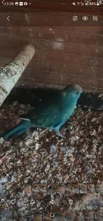 Koppel kakariki,s, Dieren en Toebehoren, Vogels | Parkieten en Papegaaien, Meerdere dieren, Parkiet