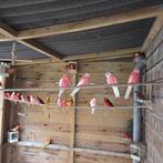 Turquoisine en bourka parkieten, Meerdere dieren, Parkiet