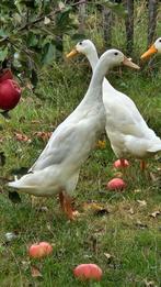 Loopeend wit woerd, Dieren en Toebehoren, Vogels | Overige Vogels, Mannelijk