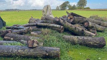 Stammen en blokken hout te koop beschikbaar voor biedingen