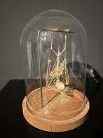 Vleermuis in stolp, Ophalen, Zo goed als nieuw, Insect, Opgezet dier