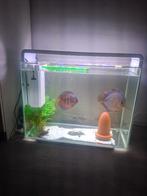 Super fish 85 liter, Dieren en Toebehoren, Ophalen of Verzenden, Leeg aquarium