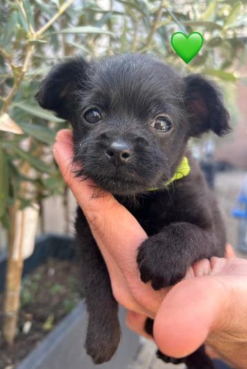 Nog 3 ❤️Prachtige Toypoedel mix puppy’s. Puppy. Toy poedel  beschikbaar voor biedingen