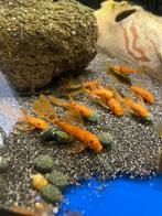 Ancistrus red longfin babys 3 cm, Dieren en Toebehoren, Vis