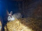 Lotharinger x vlaamsereus voedster, Dieren en Toebehoren, Konijnen, Vrouwelijk, Groot, 0 tot 2 jaar