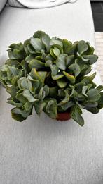Crassula Arbor, Ophalen, Overige soorten, Minder dan 100 cm