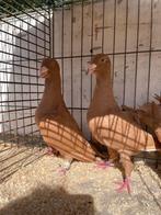 Doffer en duivinnen Msawad geel, Meerdere dieren