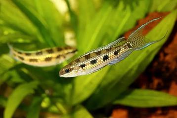 Dicrossus filamentosus | lyretail checkerboard cichlid pair beschikbaar voor biedingen