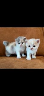 Prachtige Britslanghaar & Britskorthaar kittens met Stamboom, Dieren en Toebehoren, Katten en Kittens | Raskatten | Korthaar, Poes