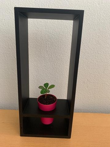 Madagascar Jewel stek in houten frame beschikbaar voor biedingen