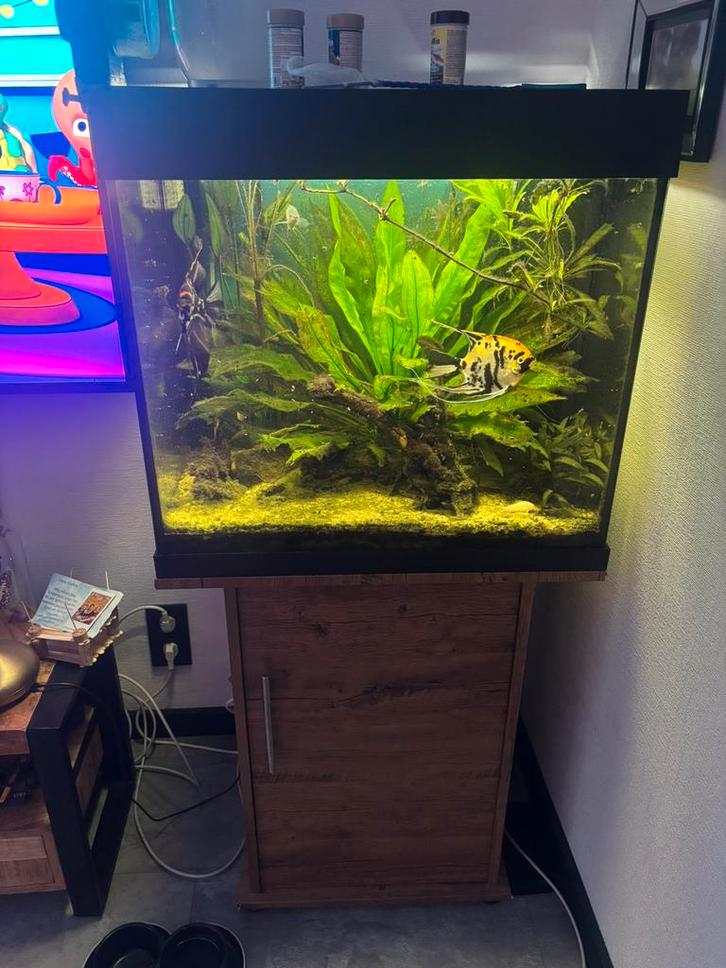 Juwel aquarium met maanvissen, Dieren en Toebehoren, Vissen | Aquaria en Toebehoren, Zo goed als nieuw, Gevuld zoetwateraquarium