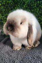 Mooi raszuiver mini lop konijntje, Dieren en Toebehoren, Konijnen, Mannelijk, Klein, Hangoor, 0 tot 2 jaar