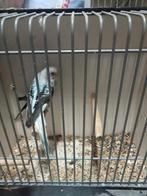 Blackwing x split grasparkieten, Dieren en Toebehoren, Vogels | Parkieten en Papegaaien, Meerdere dieren, Parkiet