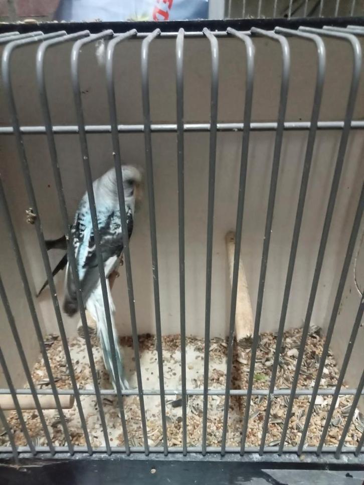 Blackwing x split grasparkieten, Dieren en Toebehoren, Vogels | Parkieten en Papegaaien, Parkiet, Meerdere dieren