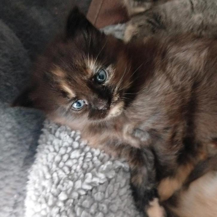 Maine Coon kittens, Dieren en Toebehoren, Katten en Kittens | Raskatten | Langhaar, Meerdere dieren, 0 tot 2 jaar, Gechipt, Ontwormd