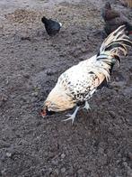 Uilebaard jonge haan, Dieren en Toebehoren, Pluimvee, Mannelijk, Kip