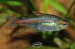 Vuurneon - Hemigrammus erythrozonus bij Koidreams Valburg, Vis, Zoetwatervis