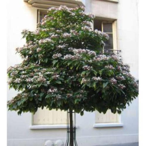 Pindakaasboom Kansenboom Clerodendrum trichotomum, Tuin en Terras, Planten | Bomen, Overige soorten, 250 tot 400 cm, Volle zon