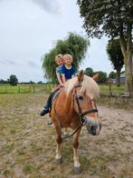 Verzorger gezocht, Dieren en Toebehoren, Paarden en Pony's | Overige Paardenspullen, Ophalen, Nieuw, Dressuur