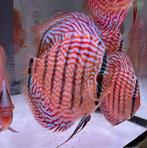 Discus Rood turquoise x Cobalt 12-14 cm B stock - Koidreams, Zoetwatervis, Vis