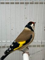 bloemputter pop ruilen tegen pop, Vrouwelijk, Wildzangvogel, Geringd