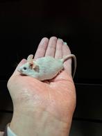 Kleurmuis mannetje, Dieren en Toebehoren, Knaagdieren, Muis, Mannelijk, Januari, Tam