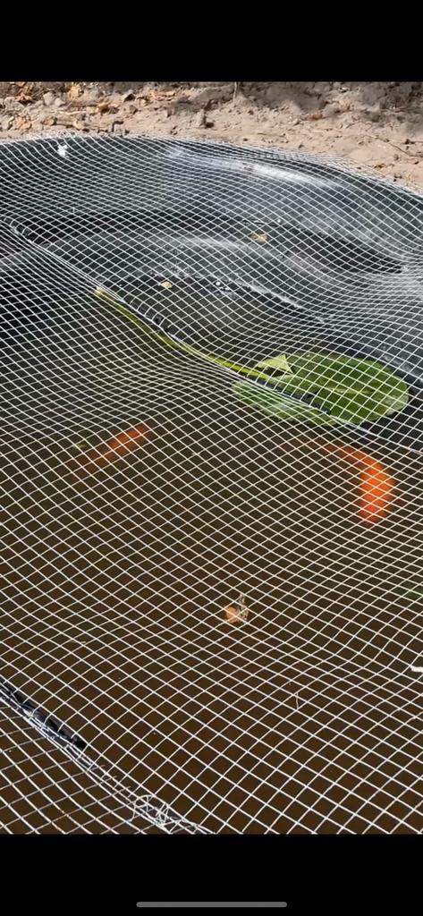 Goudvissen gezocht !!, Dieren en Toebehoren, Vissen | Vijvervissen, Goudvis(sen)