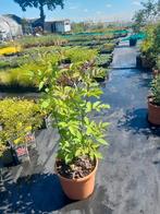 Sambucus Nigra (Vlier) - Mooie Struik 150cm, Ophalen, Overige soorten, Struik, 100 tot 250 cm