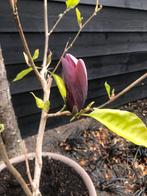 Twee magnolia’s, Ophalen, In pot, Lente