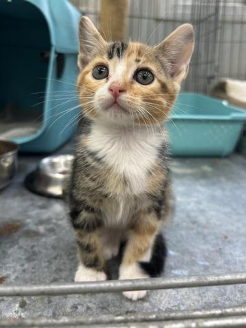 ACE: Bieke is een vrolijke, sociale kitten beschikbaar voor biedingen