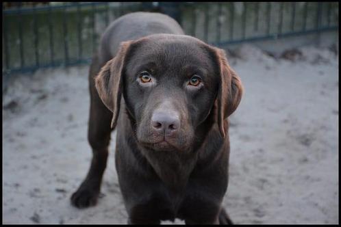 Donkerbruine Labrador Dekreu HD A en ED Vrij, Dieren en Toebehoren, Honden | Dekreuen, Particulier, Eén hond, Nederland, 1 tot 2 jaar
