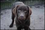 Labrador Dekreu met stamboom HD A en ED Vrij, Reu, CDV (hondenziekte), 1 tot 2 jaar, Eén hond