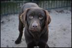 Donkerbruine Labrador Dekreu HD A en ED Vrij, CDV (hondenziekte), Particulier, 1 tot 2 jaar, Nederland