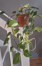 Epipremnum pinnatum marble variegata, Huis en Inrichting, Kamerplanten, Ophalen, Halfschaduw, Minder dan 100 cm