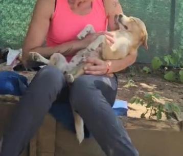 MONI 1jr. 5 kilo Bulgarije Vriendelijk/speels/dogs/prettig beschikbaar voor biedingen
