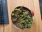 Variegata ertwenplantje en string of turtles (peperomia), Ophalen of Verzenden, Overige soorten, Minder dan 100 cm